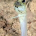 jawfish_yellowhead_bcf_nwp_v_0361_tci2290.jpg